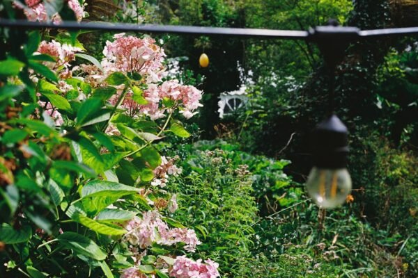 How to Care for Your Flowers and Keep Them Blooming Longer